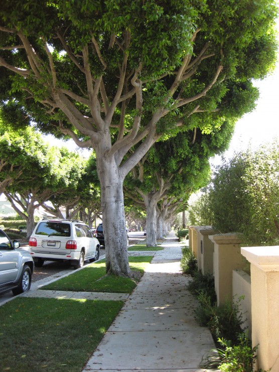 Los angeles