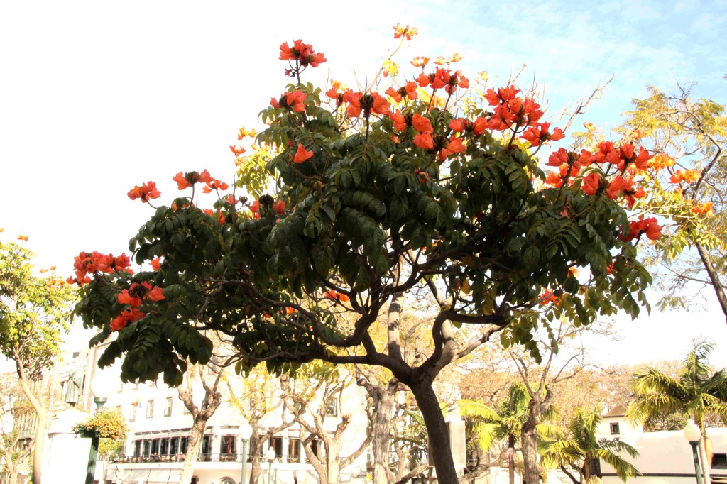 Madeiran kukkaloistoa.