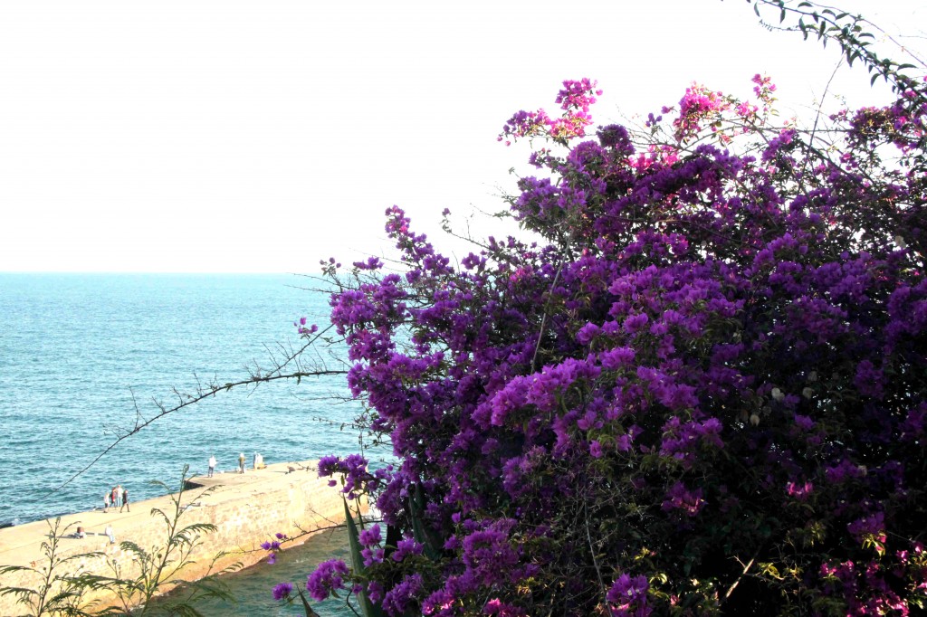 Lisää kukkaisloistoa.