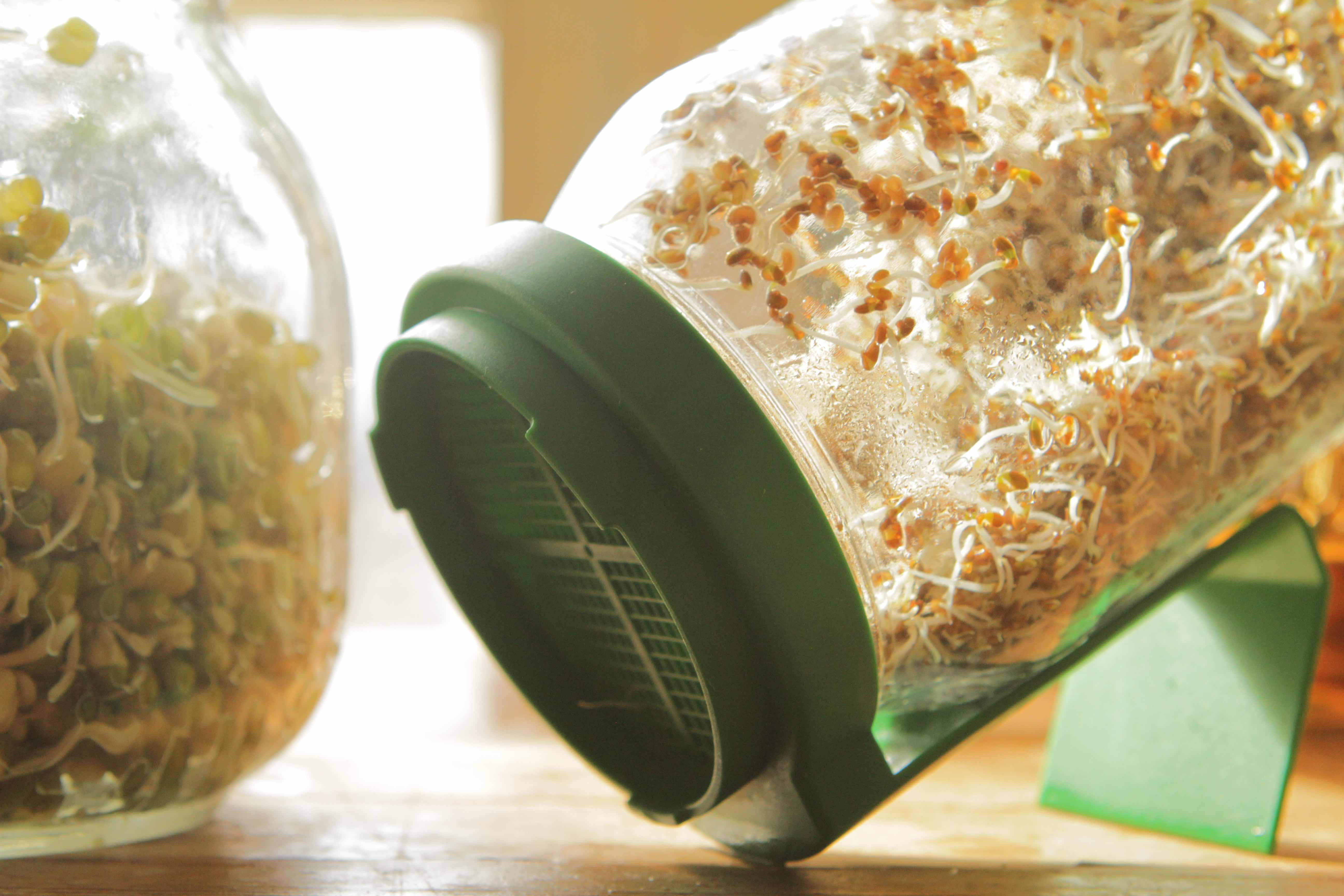 Sproud, idätys, itujen valmistus, itujen teko ohje, idättäminen, kuinka idut valmistetaan? Itujen valmistus