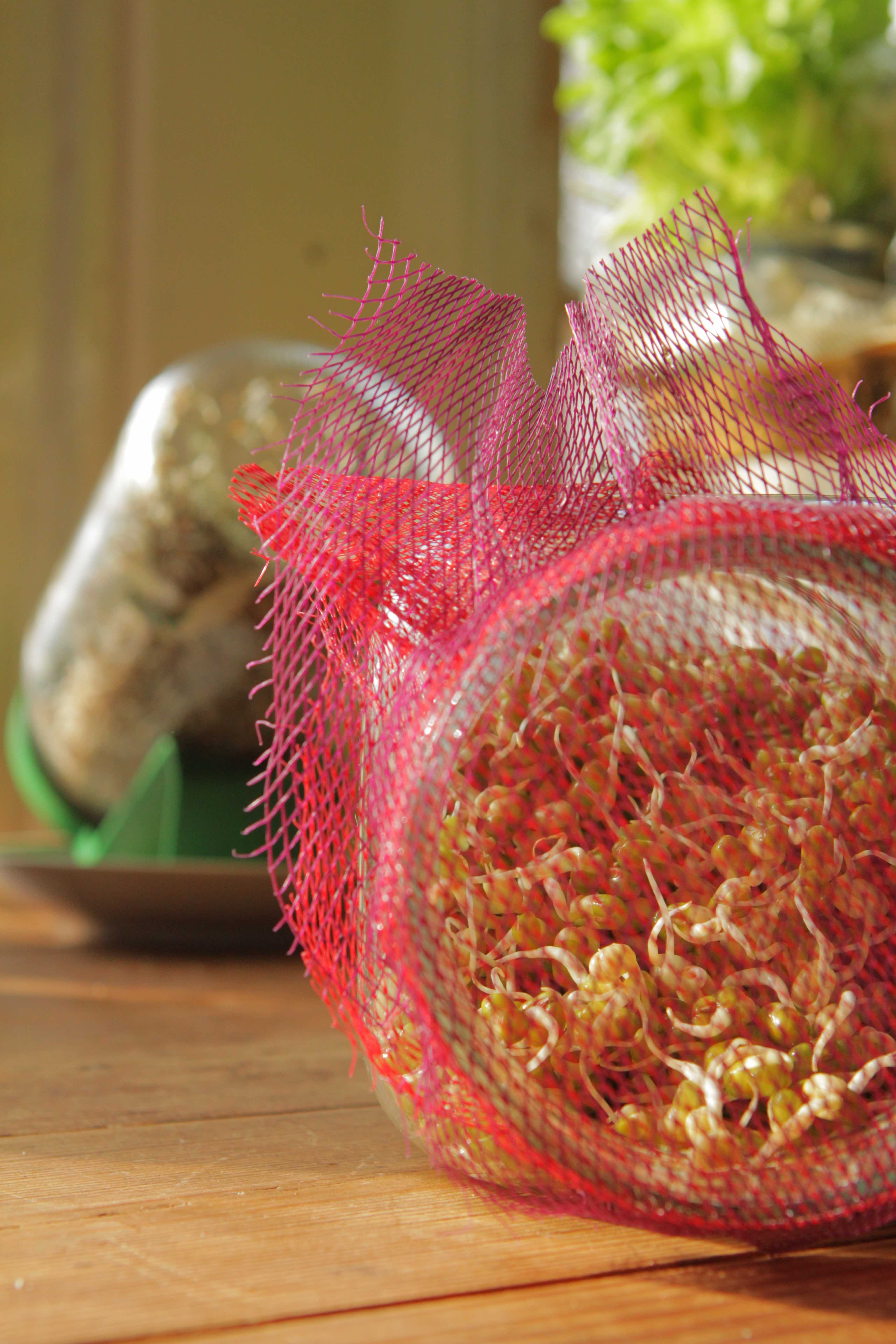 Sprout, germination, idätys, itujen valmistus, itujen teko ohje, idättäminen, kuinka idut valmistetaan? Itujen valmistus