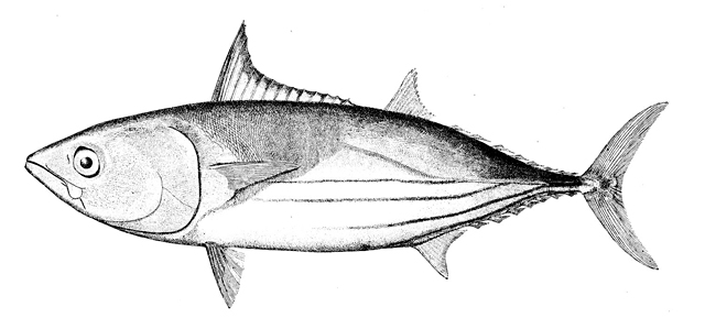 Skipjack_Katsuwonus_pelamis
